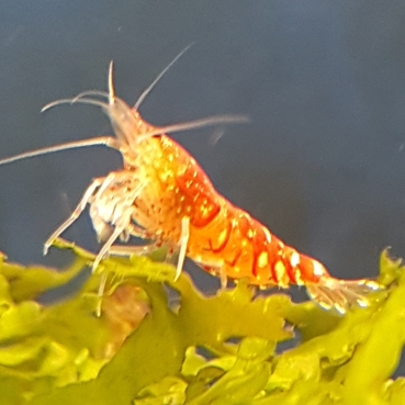 TaiTi Bee Garnele